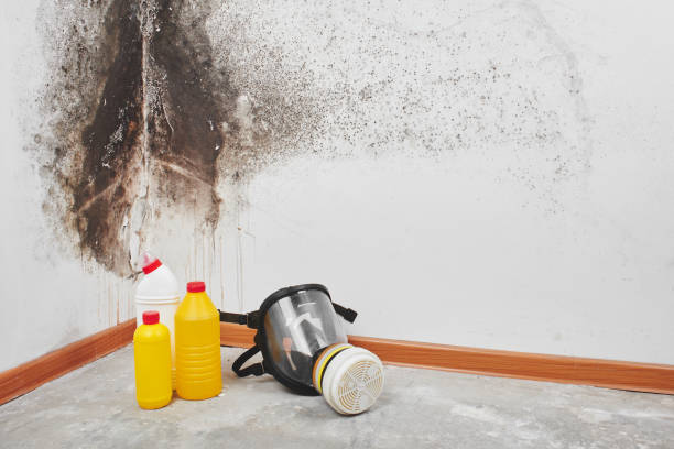 Best Bathroom Mold Remediation in Hudson, MI