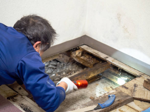 Best White Mold Remediation in Hudson, MI