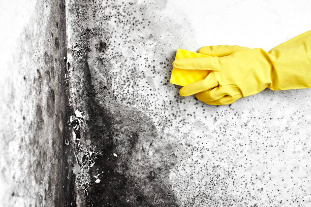 Best Attic Mold Remediation in Hudson, MI