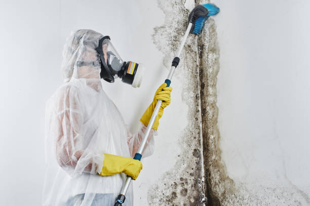 Best Bathroom Mold Remediation in Hudson, MI