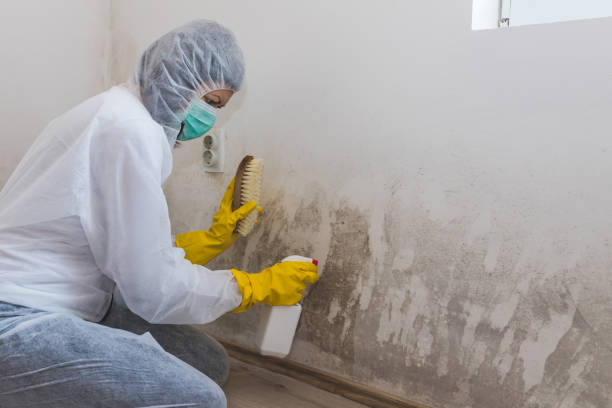 Best Post-Flood Mold Remediation in Hudson, MI